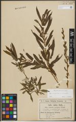 Foto von Salix purpurea L. x Salix viminalis L.